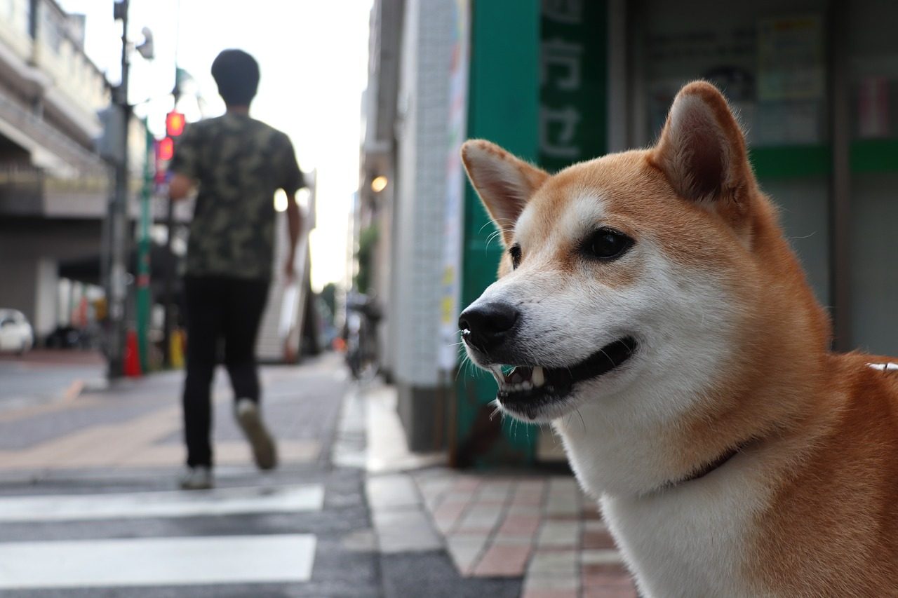 dog-friendly-travel-japan
